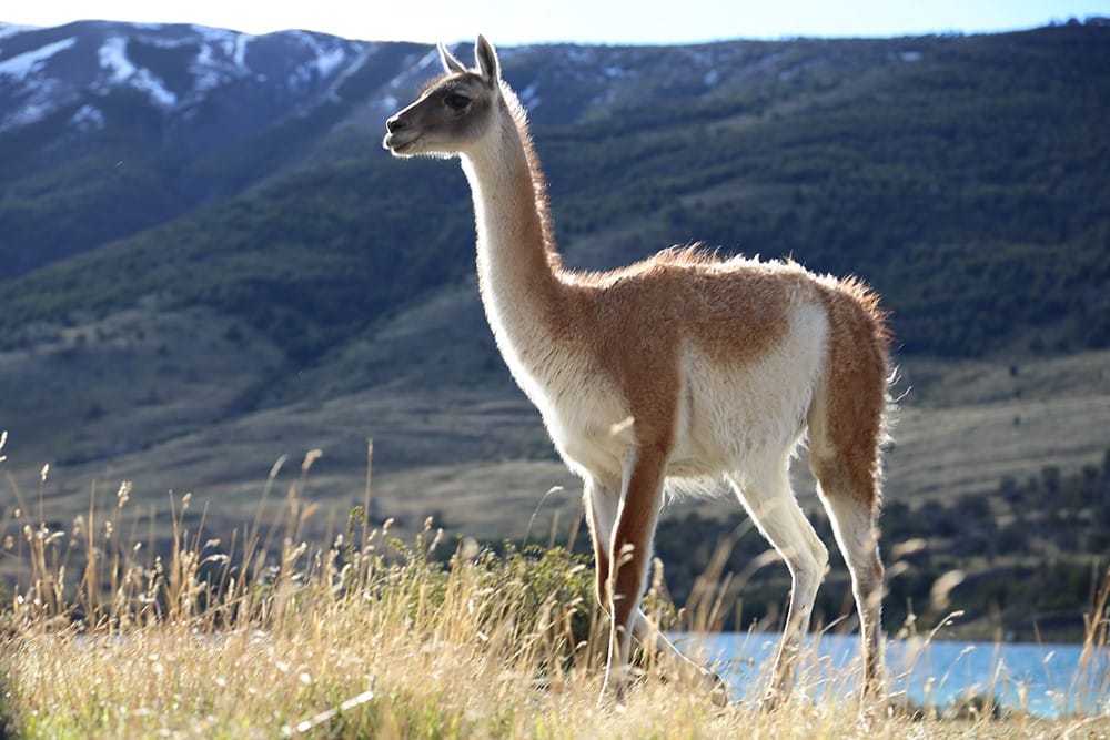 Guacano du Chili. Crédit photo : borispatagonia.com